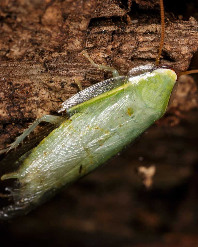 Green banana roach (Panchlora nivea), photographed in the wild
