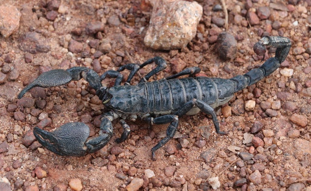 Emperor scorpion (Pandinus imperator), photographed in the wild