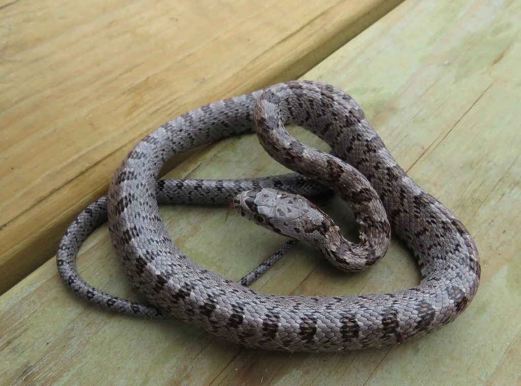 Baird's Rat Snake (Pantherophis bairdi), photographed in the wild