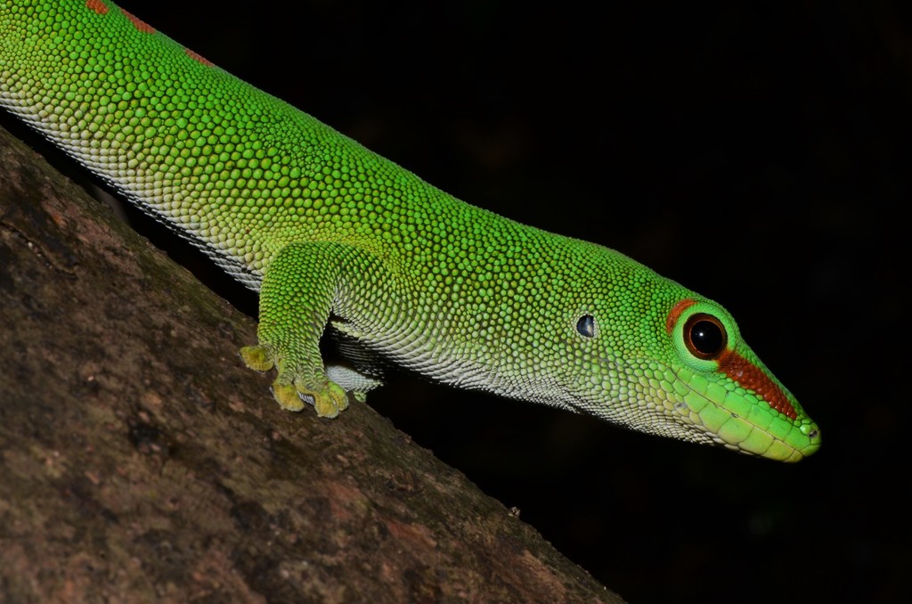 Giant Day Gecko (Phelsuma grandis), photographed in the wild