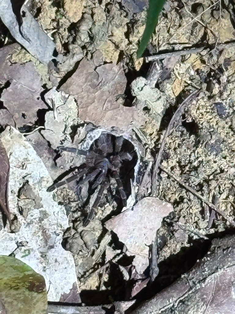 Phlogiellus sp. (Asian/Thai dwarf; genus incl. Thai species), photographed in the wild