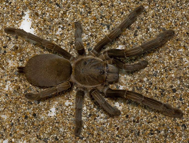 Australian Whistling / Queensland Whistling Tarantula (Phlogius crassipes), identified on iNaturalist as Selenocosmia crassipes, photographed in the wild