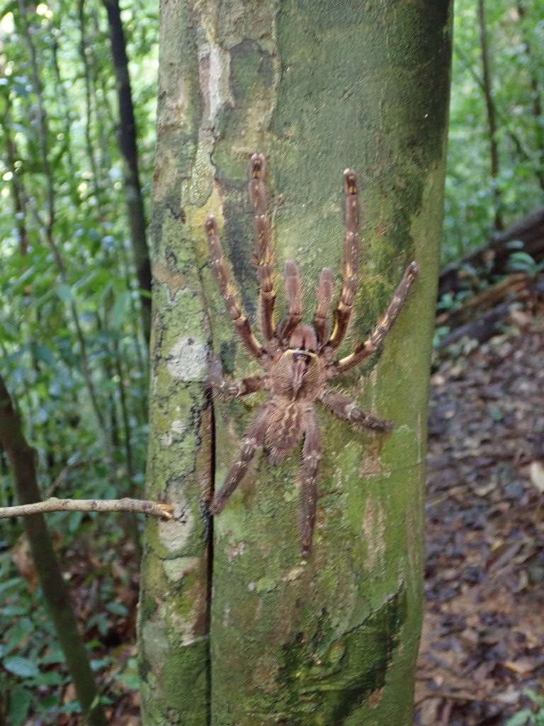 Fringed Ornamental Tarantula (Poecilotheria ornata), photographed in the wild
