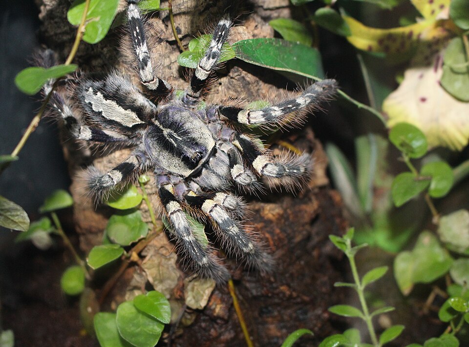Mysore Ornamental / Indian Ornamental (striped) (Poecilotheria striata), photograph