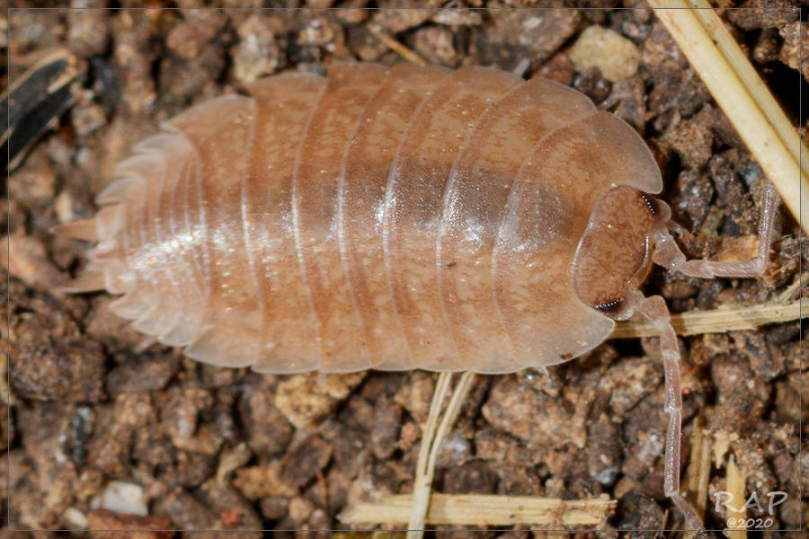 Dairy Cow Isopod (P. laevis morphs) (Porcellio laevis), photographed in the wild