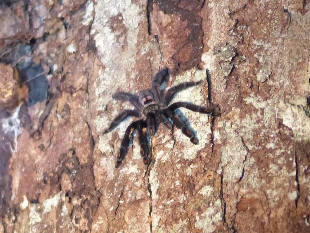 Venezuelan Suntiger (Psalmopoeus irminia), photographed in the wild