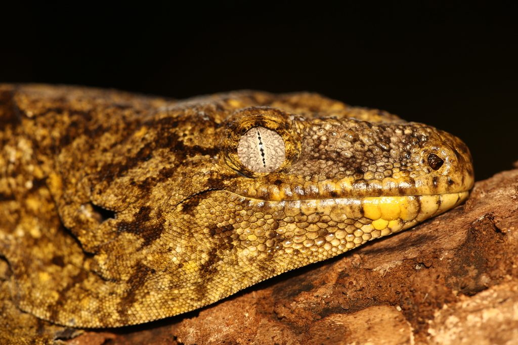 Leachie (Rhacodactylus leachianus), photographed in the wild