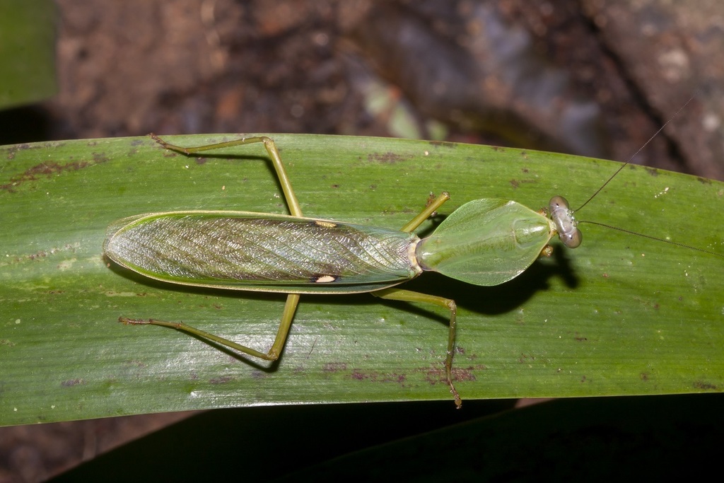 Giant Shield Mantis (Rhombodera basalis), photographed in the wild