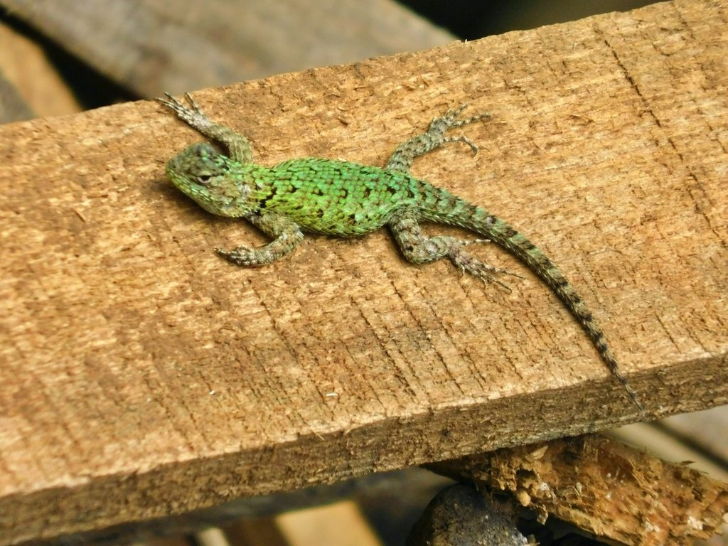 Emerald Swift (Sceloporus malachiticus), photographed in the wild