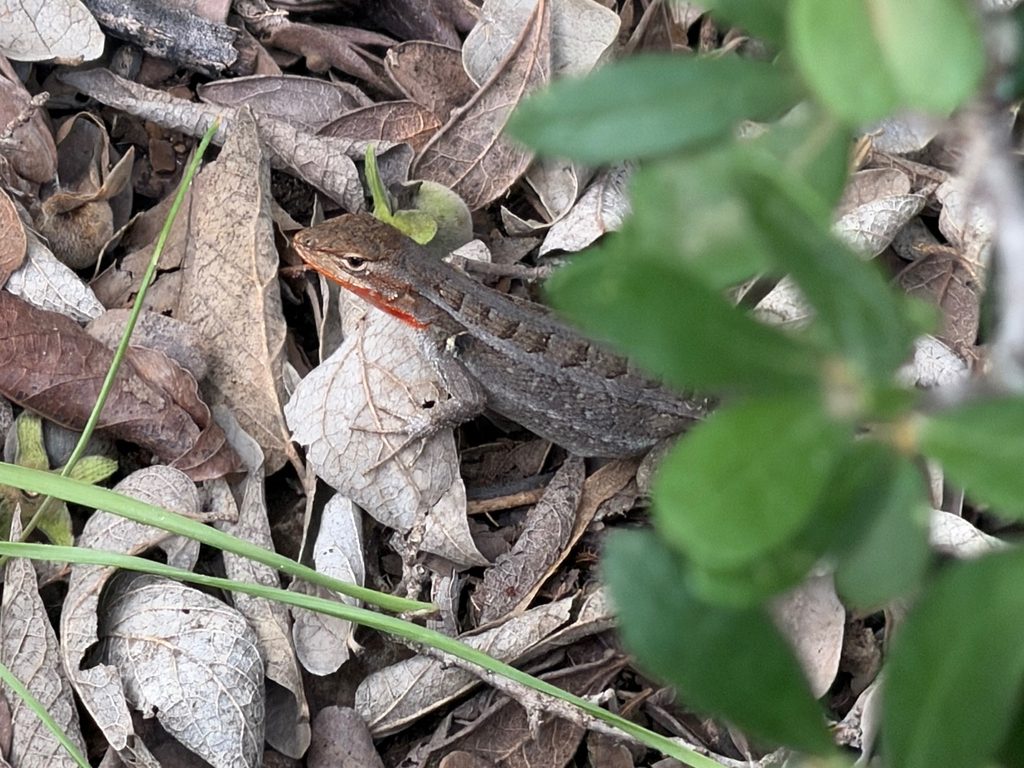 Pink swift (Sceloporus variabilis), photographed in the wild