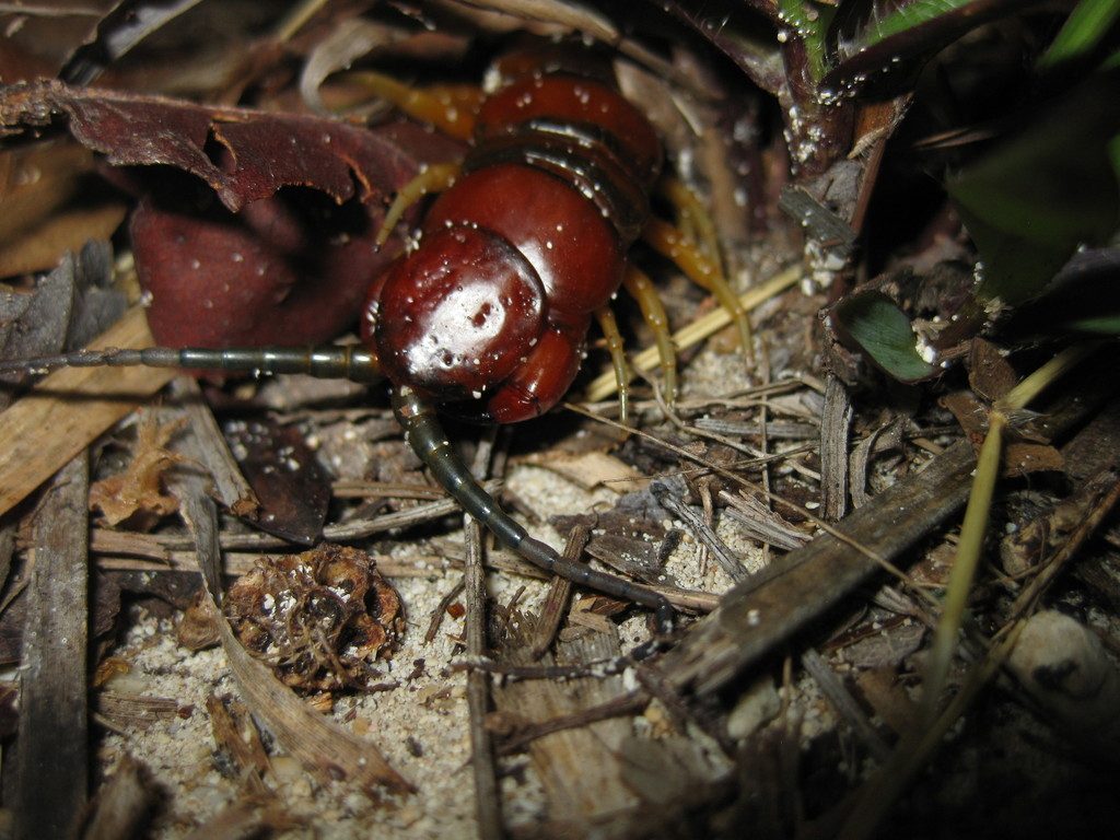 Haitian Giant Centipede (Scolopendra alternans), photographed in the wild