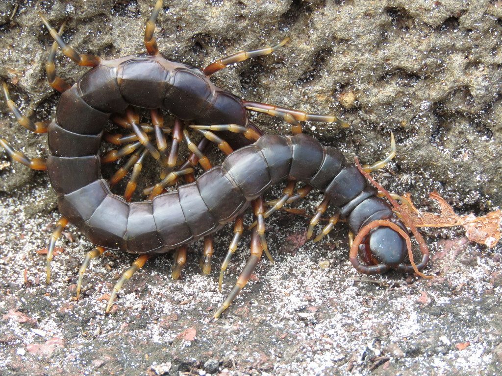 Galapagos Giant Centipede (Scolopendra galapagoensis), photographed in the wild