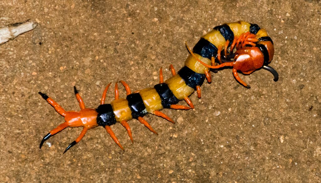 Indian Tiger Centipede (Scolopendra hardwickei), photographed in the wild