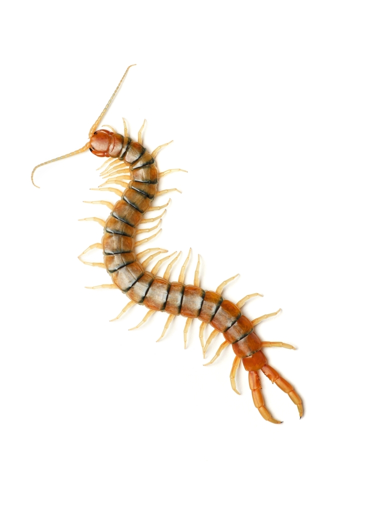 Sonoran Desert / Tiger Centipede (Scolopendra polymorpha), photographed in the wild