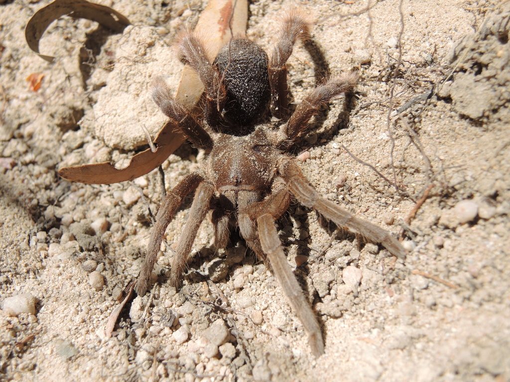 Australian Featherleg Tarantula (Selenotypus plumipes), photographed in the wild