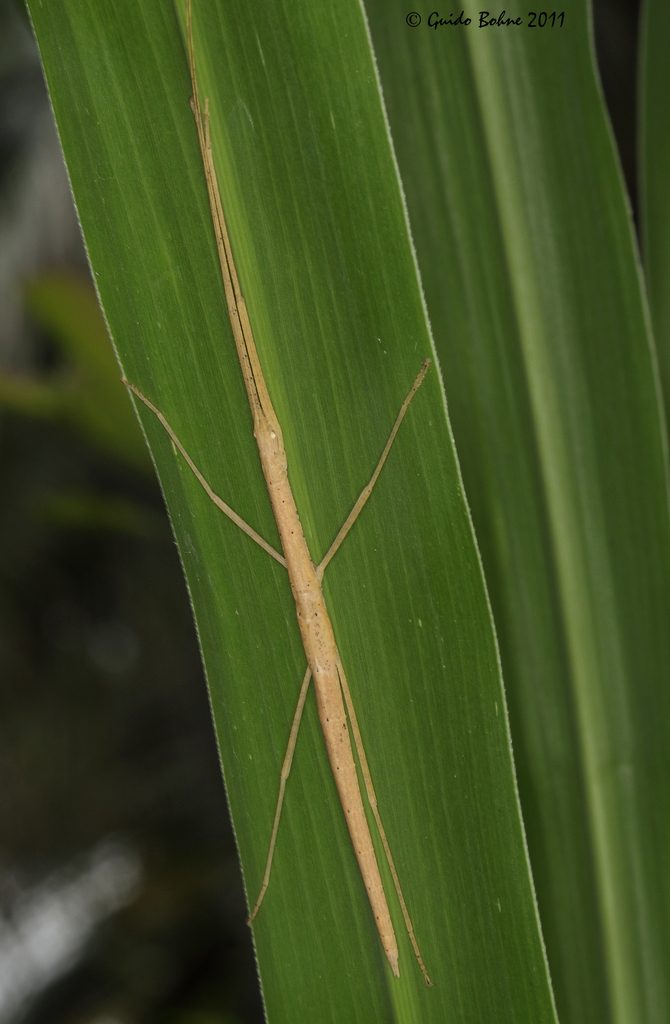 Pink-Winged Stick Insect (Sipyloidea sipylus), identified on iNaturalist as Sipyloidea chlorotica, photographed in the wild