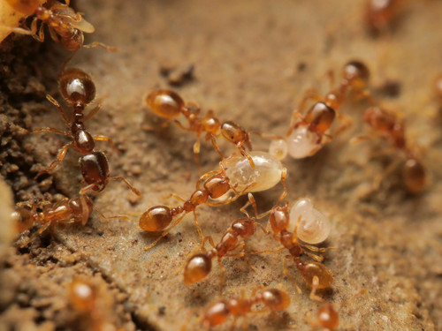 Thief Ant (Solenopsis fugax), photograph