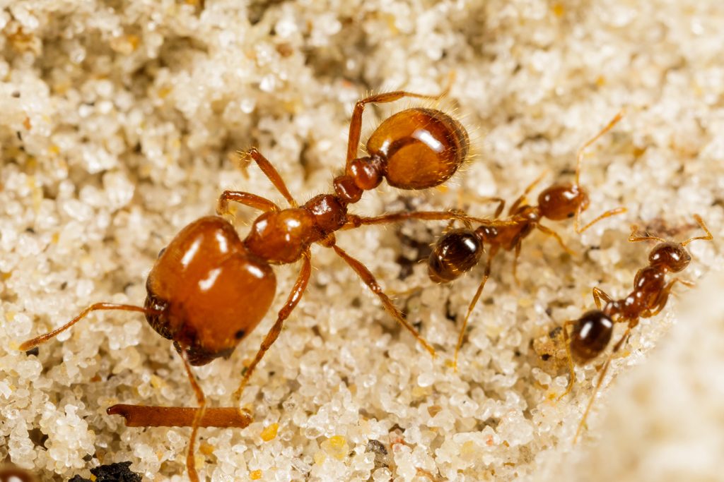 Tropical fire ant (PEST - not recommended) (Solenopsis geminata), photographed in the wild