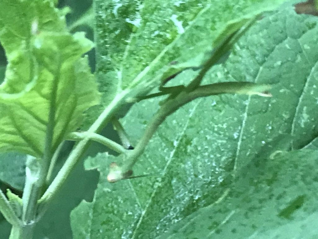 Carolina Mantis (Stagmomantis carolina), photographed in the wild