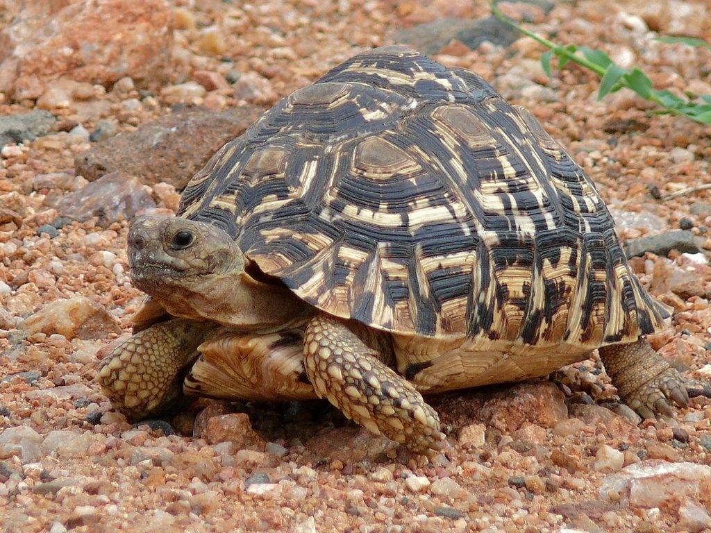 Leopard tortoise (Stigmochelys pardalis), photographed in the wild