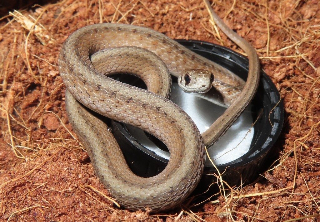 DeKay's Brown Snake (Storeria dekayi), photographed in the wild