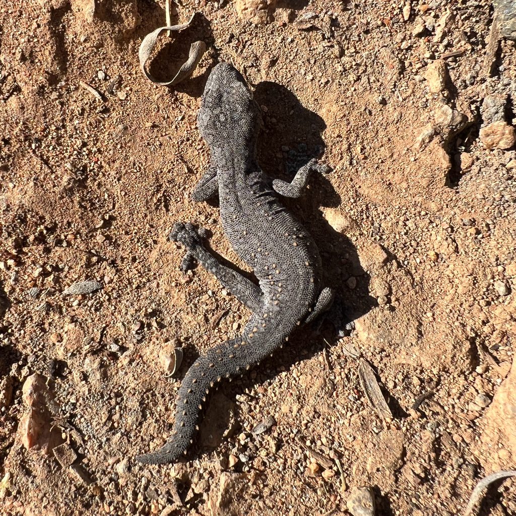 Eastern Spiny-tailed Gecko (Strophurus williamsi), photograph