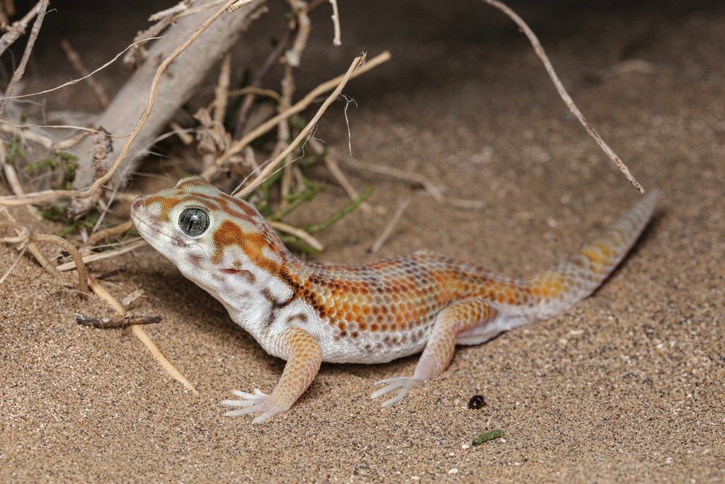 Persian wonder (Teratoscincus keyserlingii), photograph