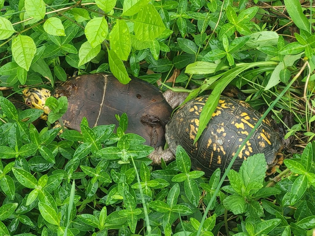 Eastern Box Turtle (Terrapene carolina), photographed in the wild