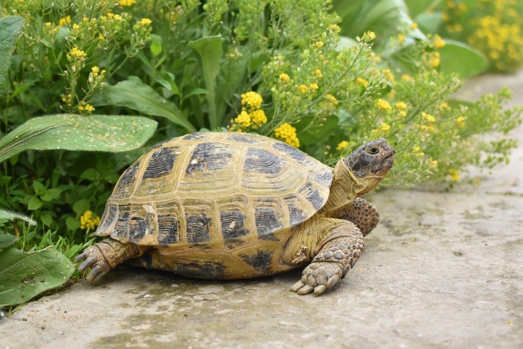 Russian Tortoise (Testudo horsfieldii), photographed in the wild
