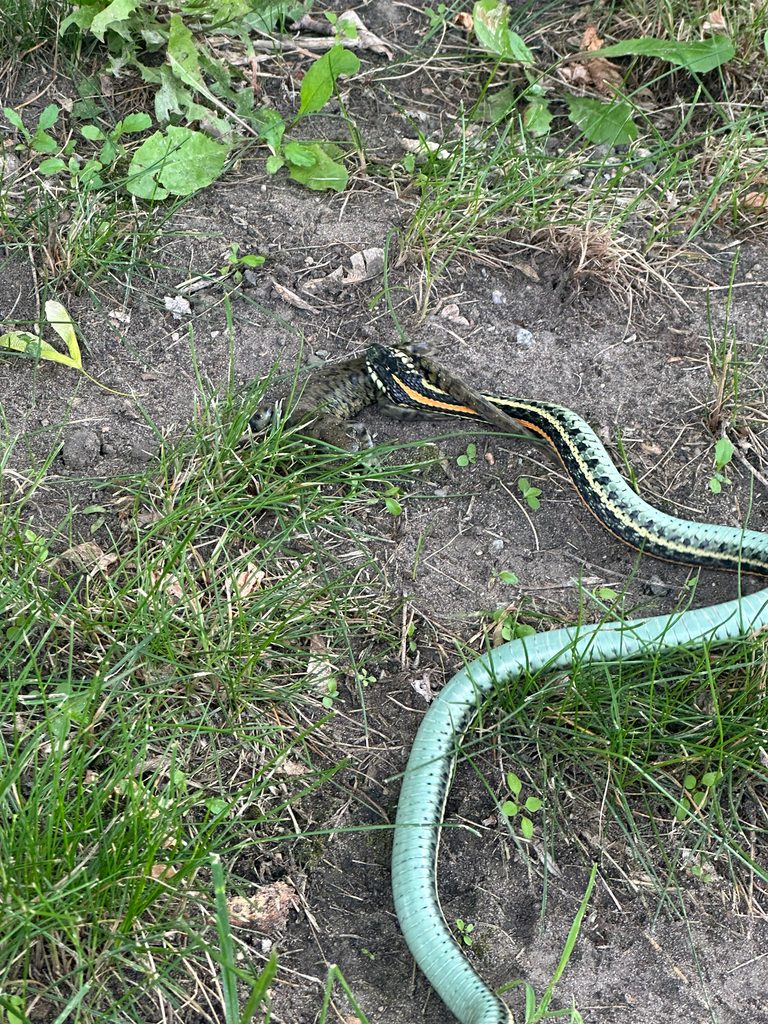 Plains Garter Snake (Thamnophis radix), photographed in the wild