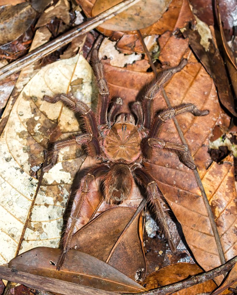 Pinkfoot Goliath (Theraphosa apophysis), photographed in the wild