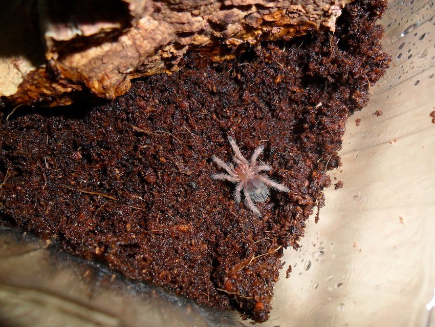Peruvian Flame (Thrixopelma ockerti), photograph