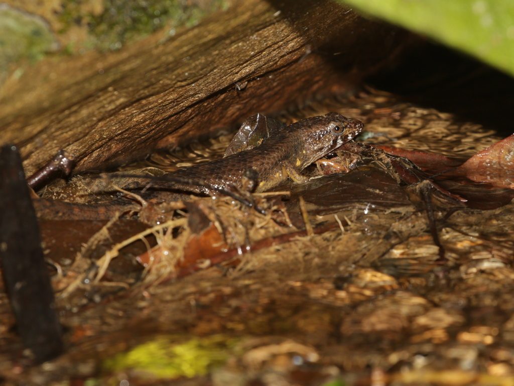 Small-Scaled Water Skink (Tropidophorus microlepis), photograph