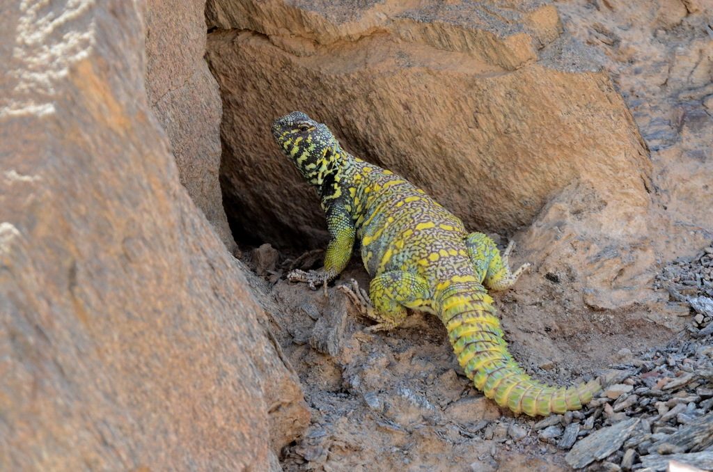Ornate Uromastyx (Uromastyx ornata), photographed in the wild