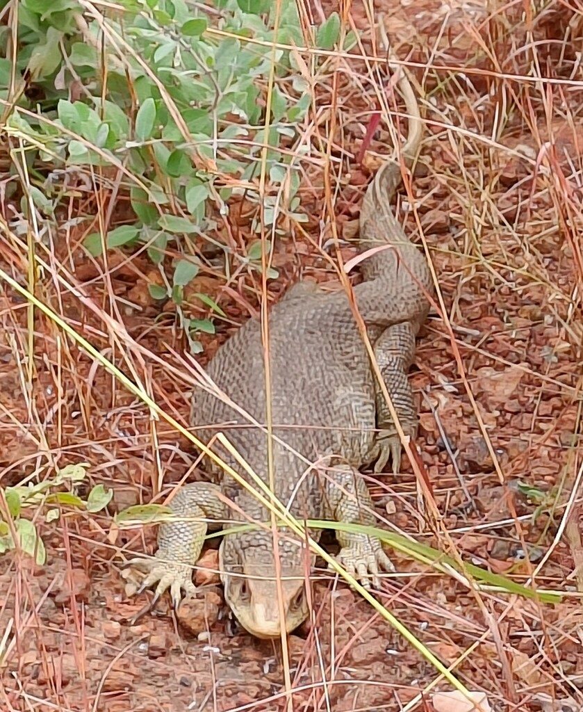 Savannah Monitor (Varanus exanthematicus), photographed in the wild
