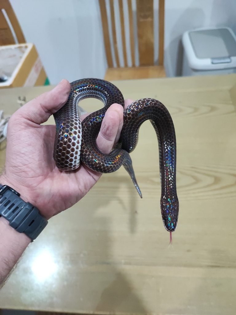 Sunbeam Snake (Xenopeltis unicolor), photographed in the wild
