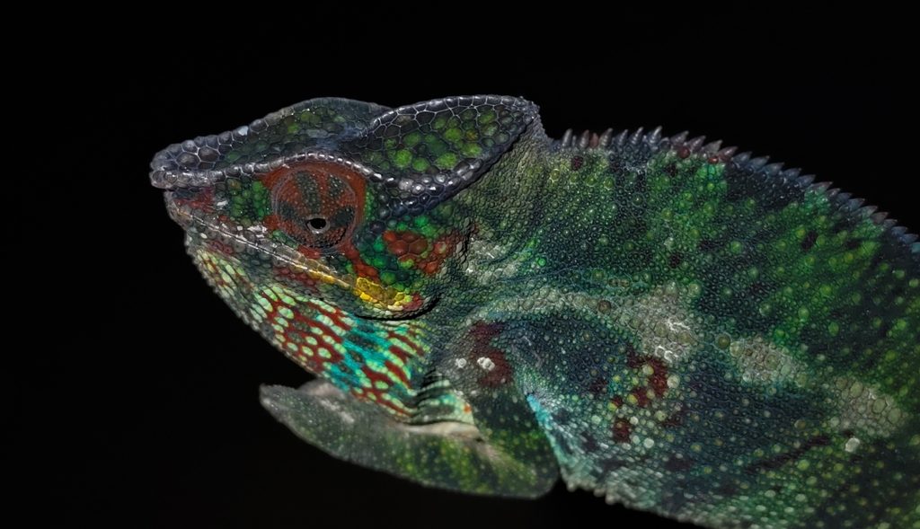 Panther chameleon (Furcifer pardalis), photographed in the wild